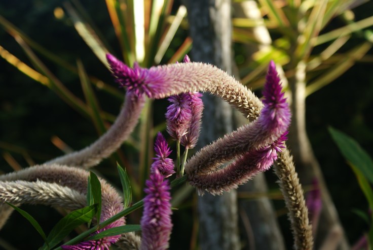 Estas se llaman "lenguas de suegra" 